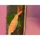 EBI/ COOKED PRAWN