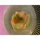 SALMON TARTAR